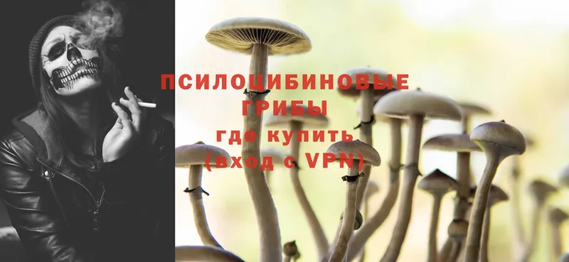 Псилоцибиновые грибы Psilocybe  даркнет сайт  Дрезна 